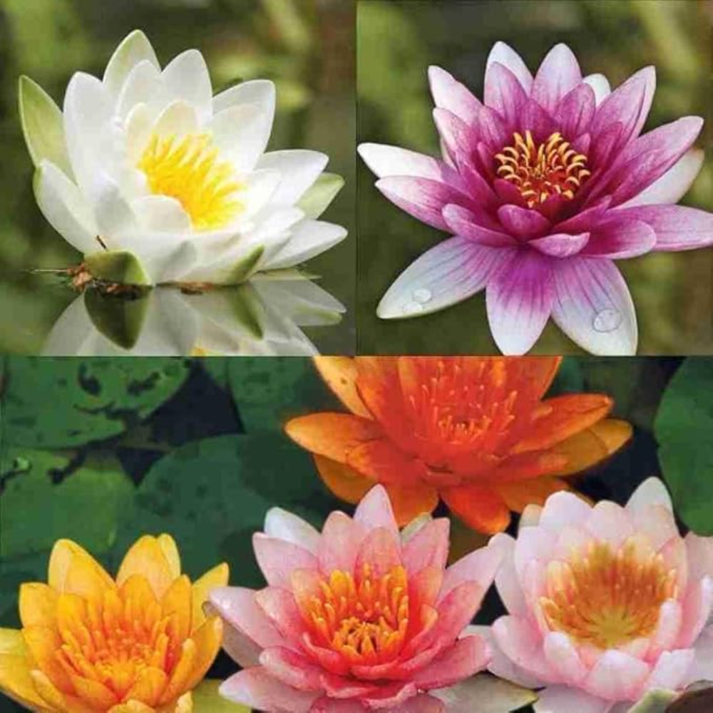 Mixed Color Lotus Seeds – Pink, White & Red Aquatic Flower Blend for Garden Ponds