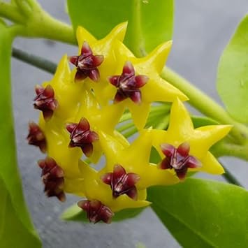 Hoya Kerrii Flower seeds for Planting Compact Growth Heirloom & GMO Free Seeds for Home Garden
Sale seeds for home garden planting