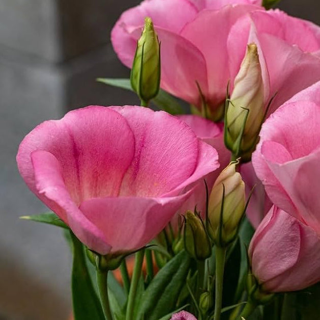 Graines de fleurs d'Eustoma Picotte rose (Lisianthus) pour plantation - Floraisons éclatantes, graines patrimoniales et sans OGM pour jardin domestique