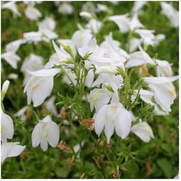 MarshFlower seeds for Planting Cottage Garden Essential Heirloom & GMO Free Seeds for Home Garden
Sale for planting in home garden