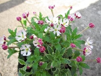 White Pink Zaluzianskya Flower Seeds - Flower seeds for Planting - Vibrant Colors, Heirloom & GMO Free Seeds for Home Garden
Sale for planting in home garden.