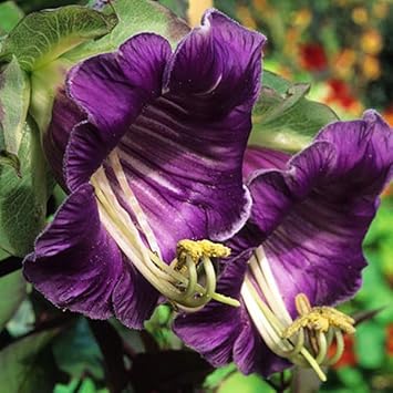 Heirloom Cobaea Flower seeds for Planting Compact Growth Heirloom & GMO Free Seeds for Home Garden
Sale for planting in home garden