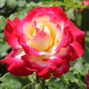 Dragon Rose Pink Yellow Flower seeds for Planting - Fragrant Blossoms, Heirloom & GMO Free Seeds for Home Garden
Sale for planting in home garden
