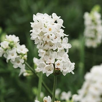 White Provence Lavender Flower seeds for Planting - Drought Tolerant, Heirloom & GMO Free Seeds for Home Garden
Sale seeds for planting in home garden