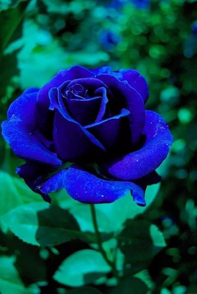 Graines de rose bleu foncé pour plantation Variété rustique Graines patrimoniales et sans OGM pour jardin domestique