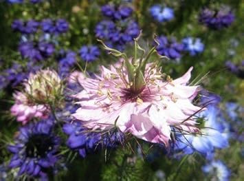 Pink Nigella Damascena Flower seeds for Planting - Wildflower Mix, Heirloom & GMO Free Seeds for Home Garden
Sale for planting in home garden.