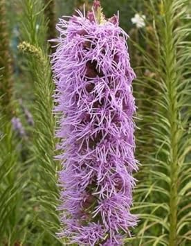 Violet Gayfeather Flower Seeds - Flower seeds for Planting - Fragrant Blossoms, Heirloom & GMO Free Seeds for Home Garden
Sale for planting in home garden