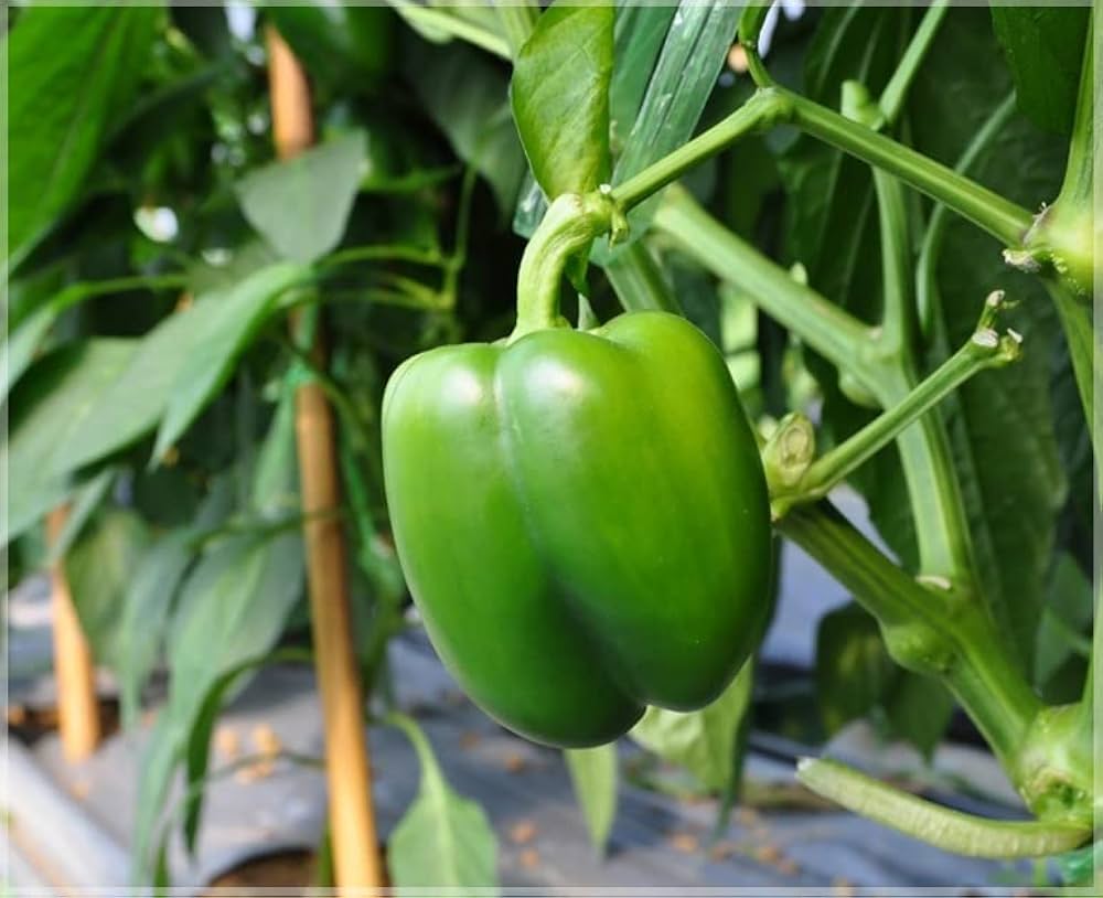 Paprika-Gemüsesamen