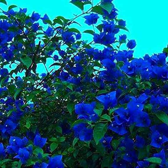 Balcony Blue Bougainvillea Flower Seeds
