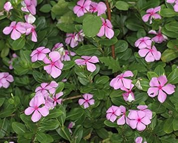 Pink Catharanthus Flower seeds for Planting - Seasonal Bloomer, Heirloom & GMO Free Seeds for Home Garden
Sale seeds for planting in home garden