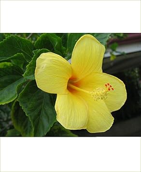 Hibiscus Light Yellow Flower seeds for Planting - Bright Blooms, Heirloom & GMO Free Seeds for Home Garden
Sale for planting in home garden.