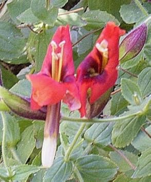 Red Monkey Flower seeds for Planting - Compact Growth, Heirloom & GMO Free Seeds for Home Garden
Sale for planting in home garden.