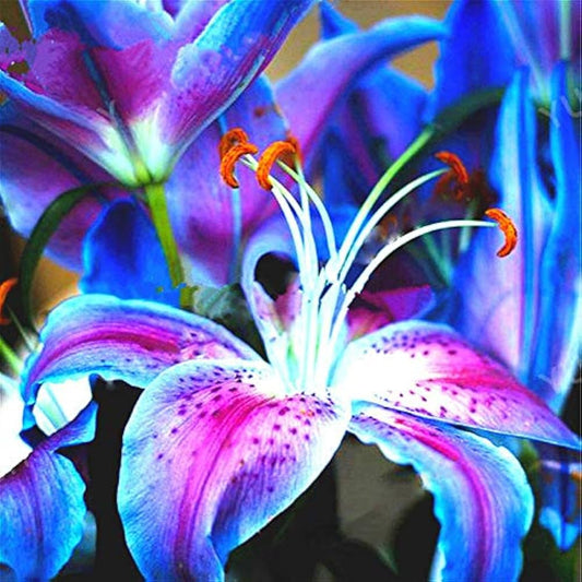Blue Lily Flower Seeds for Planting – Heirloom, Non-GMO, Easy to Grow, Perennial
