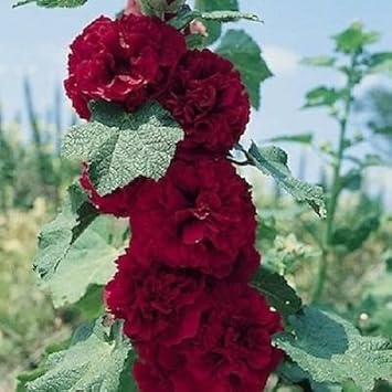 Maroon Hollyhock Flower seeds for Planting - Hardy Variety, Heirloom & GMO Free Seeds for Home Garden
Sale seeds for planting in home garden