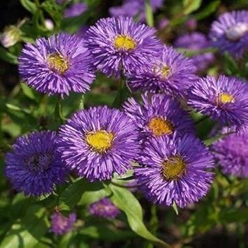 Violet Erigeron Flower seeds for Planting - Sun Loving, Heirloom & GMO Free Seeds for Home Garden
Sale for planting in home garden