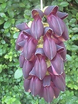 Endangered Jade Flower seeds for Planting - Seasonal Bloomer, Heirloom & GMO Free Seeds for Home Garden
Sale for planting in home garden.