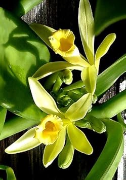 Vanilla Orchid Flower seeds for Planting - Easy to Grow, Heirloom & GMO Free Seeds for Home Garden
Sale for planting in home garden