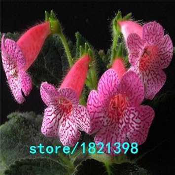 Pink Kohleria Flower seeds for Planting - Sun Loving, Heirloom & GMO Free Seeds for Home Garden
Sale for planting in home garden.