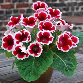 Red & White Gloxinia Flower seeds for Planting - Pollinator Friendly, Heirloom & GMO Free Seeds for Home Garden
Sale seeds for planting in home garden