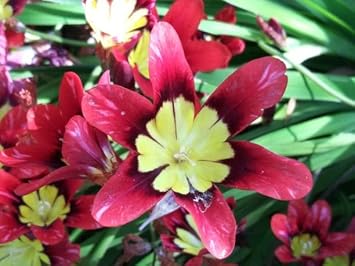 Thick Pink Sparaxis Flower seeds for Planting - Colorful Display, Heirloom & GMO Free Seeds for Home Garden
Sale for planting in home garden.