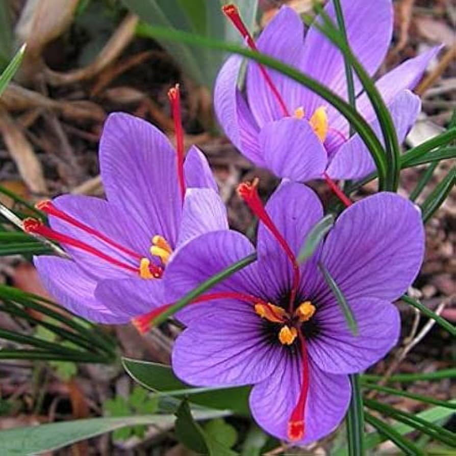 Saffron Flower Seeds