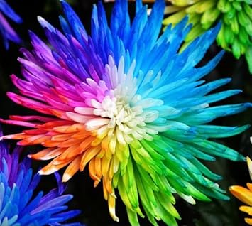 Rainbow Chrysanthemum Flower seeds for Planting - Pollinator Friendly, Heirloom & GMO Free Seeds for Home Garden
Sale for planting in home garden