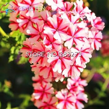 Pink Verbena Flower seeds for Planting - Premium Quality, Heirloom & GMO Free Seeds for Home Garden
Sale for planting in home garden.