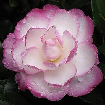 White Purple Camellia Flower seeds for Planting - Fragrant Blossoms, Heirloom & GMO Free Seeds for Home Garden
Sale for planting in home garden.