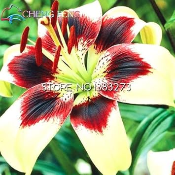 Yellow Red Lilium Flower seeds for Planting - Hardy Variety, Heirloom & GMO Free Seeds for Home Garden
Sale for planting in home garden.