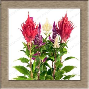 Red Purple Pteris Flower seeds for Planting - Cottage Garden Essential, Heirloom & GMO Free Seeds for Home Garden
Sale for planting in home garden.