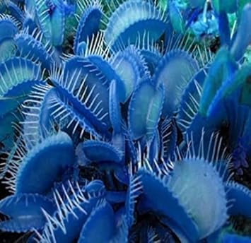 Blue Venus Fly Trap Flower seeds for Planting - Shade Tolerant, Heirloom & GMO Free Seeds for Home Garden
Sale for planting in home garden