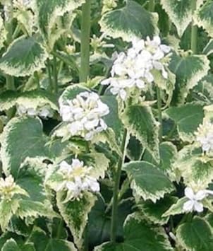 Lunaria Annua Variegata Money Flower seeds for Planting - Premium Quality, Heirloom & GMO Free Seeds for Home Garden
Sale for planting in home garden