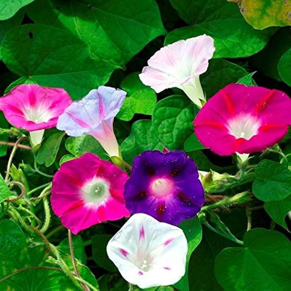 Morning Glory Seeds Mixed Colors Flower Seeds