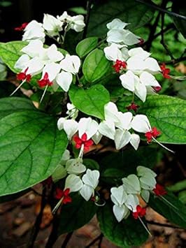 White Red Clerodendrum Flower seeds for Planting - Sun Loving, Heirloom & GMO Free Seeds for Home Garden
Sale for planting in home garden