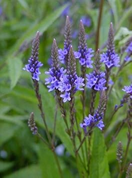 Blue Vervain Flower seeds for Planting - Premium Quality, Heirloom & GMO Free Seeds for Home Garden
Sale for planting in home garden