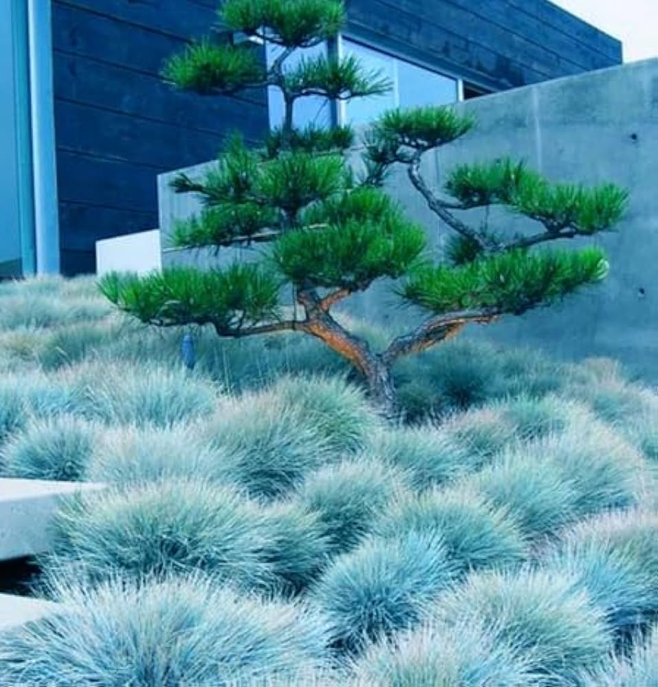 Blue Fescue Grass Herb Seeds for Planting – Heirloom, Non-GMO, Drought-Tolerant, Perennial