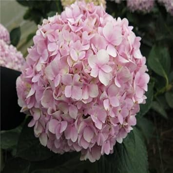 Light Pink Hydrangea Flower seeds for Planting Hardy Variety Heirloom & GMO Free Seeds for Home Garden
Sale seeds for home garden planting