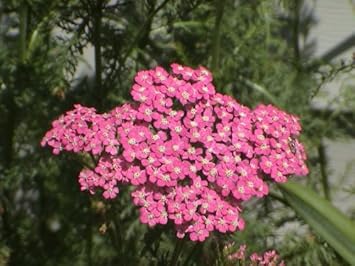 Pink Cerise Yarrow Flower seeds for Planting - Colorful Display, Heirloom & GMO Free Seeds for Home Garden
Sale for planting in home garden.