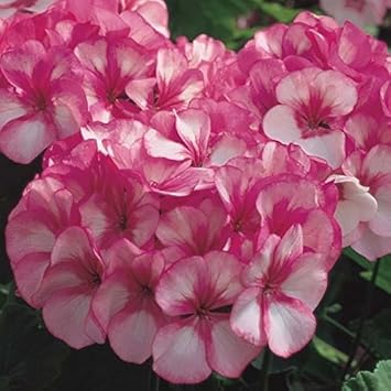 Pink White Geranium Flower seeds for Planting - Sun Loving, Heirloom & GMO Free Seeds for Home Garden
Sale for planting in home garden