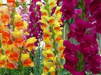 Snapdragon Flower seeds for Planting - Bright Blooms, Heirloom & GMO Free Seeds for Home Garden
Sale for planting in home garden