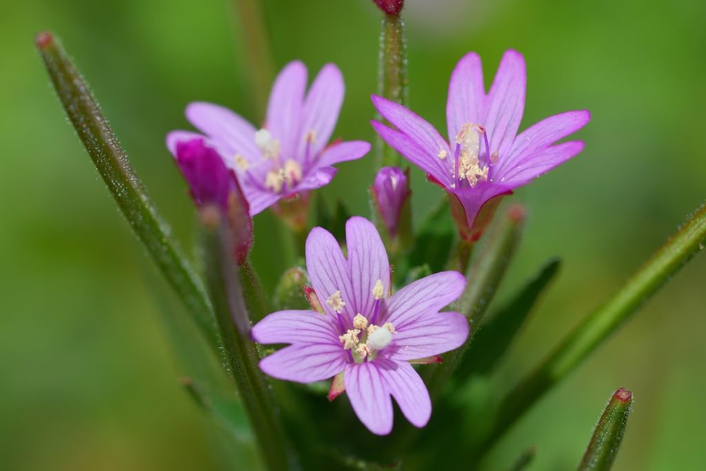 Epilobium Glandulosum Flower seeds for Planting - Easy to Grow, Heirloom & GMO Free Seeds for Home Garden
Sale for planting in home garden