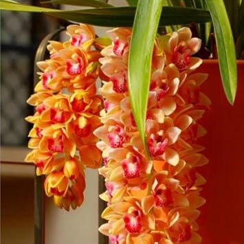 orchid flower seeds for sale Orange Cymbidium Orchid Flower seeds for Planting Buy Now – Pure Asia Seeds