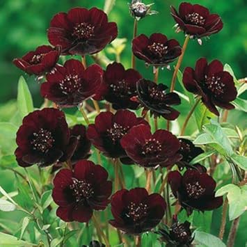 Chocolate Clematis Flower seeds for Planting - Bright Blooms, Heirloom & GMO Free Seeds for Home Garden
Sale seeds for planting in home garden