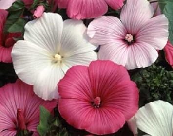 Mixed Rose Mallow Flower seeds for Planting - Colorful Display, Heirloom & GMO Free Seeds for Home Garden
Sale seeds for planting in home garden