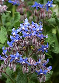 Heirloom Borago Officinalis Flower seeds for Planting Hardy Variety Heirloom & GMO Free Seeds for Home Garden
Sale for planting in home garden