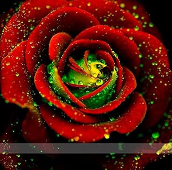 Red Green Rose Flower seeds for Planting - Shade Tolerant, Heirloom & GMO Free Seeds for Home Garden
Sale seeds for planting in home garden