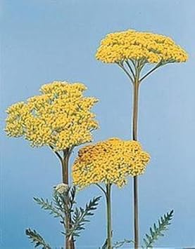 Yellow Achillea Flower seeds for Planting - Premium Quality, Heirloom & GMO Free Seeds for Home Garden
Sale for planting in home garden.