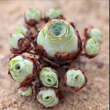 Green Aeonium Greenovia Flower seeds for Planting - Seasonal Bloomer, Heirloom & GMO Free Seeds for Home Garden
Sale for planting in home garden
