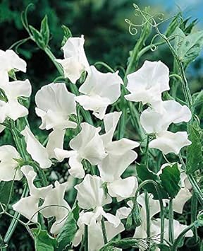 Heirloom Sweet Pea Jilly Flower seeds for Planting Compact Growth Heirloom & GMO Free Seeds for Home Garden
Sale for planting in home garden