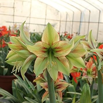 Hippeastrum Army Green Flower seeds for Planting - Pollinator Friendly, Heirloom & GMO Free Seeds for Home Garden
Sale for planting in home garden